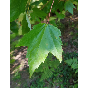 ACER rubrum REDPOINTE