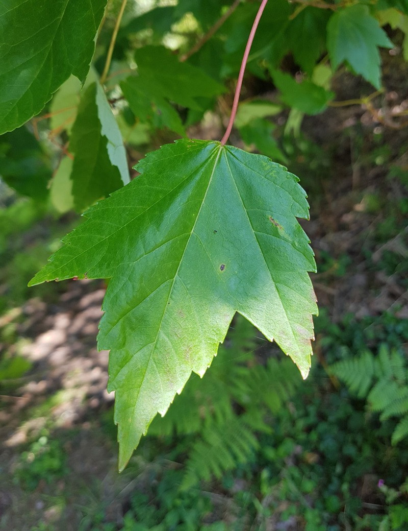 ACER rubrum REDPOINTE® (Érable rouge)
