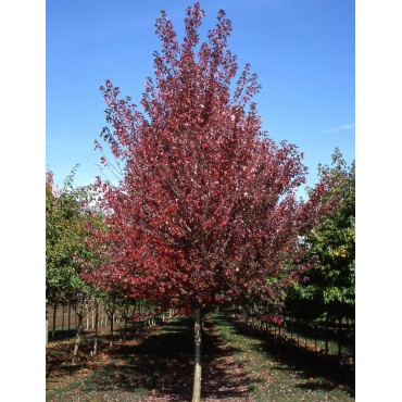 ACER rubrum REDPOINTE