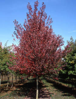 ACER rubrum REDPOINTE