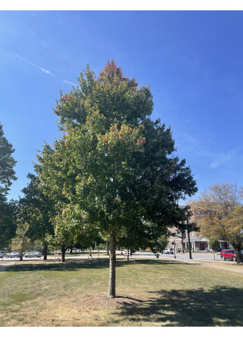 ACER rubrum REDPOINTE