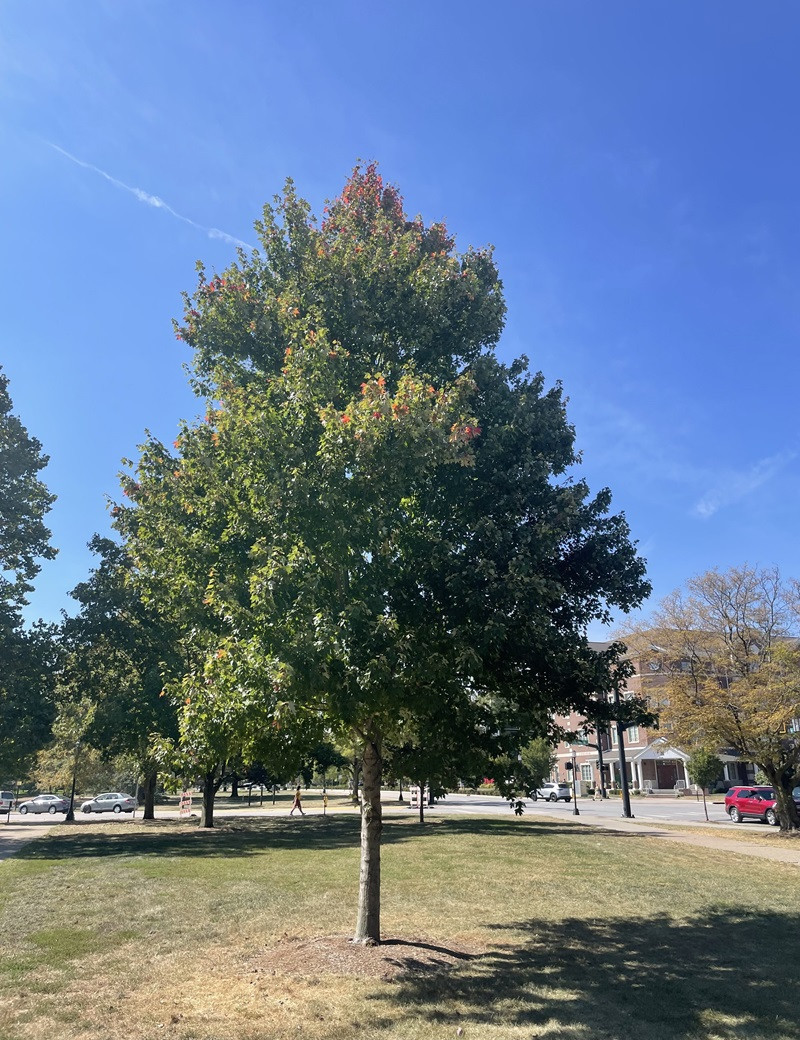 ACER rubrum REDPOINTE® (Érable rouge)