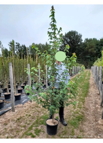 ACER rubrum REDPOINTE En pot de 15-20 litres forme baliveau