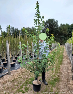 ACER rubrum REDPOINTE En pot de 15-20 litres baliveau hauteur 150-200 cm