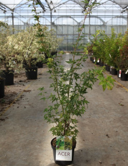 ACER palmatum SENKAKI ou SANGOKAKU En pot de 4-5 litres buisson hauteur 040-060 cm