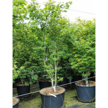 ACER palmatum OSAKAZUKI En pot de 130-150 litres