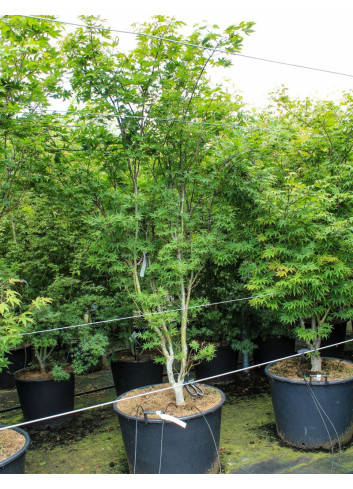 ACER palmatum OSAKAZUKI En pot de 130-150 litres