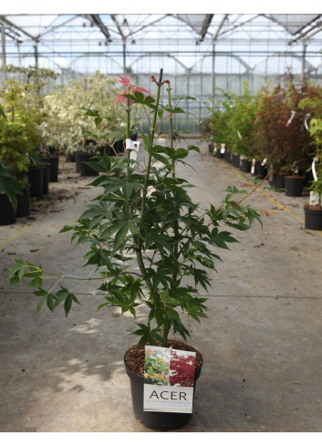 ACER palmatum OSAKAZUKI En pot de 4-5 litres