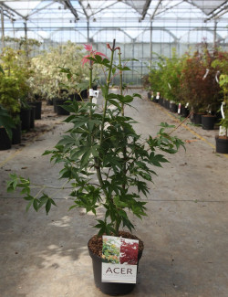 ACER palmatum OSAKAZUKI En pot de 4-5 litres buisson hauteur 030-040 cm