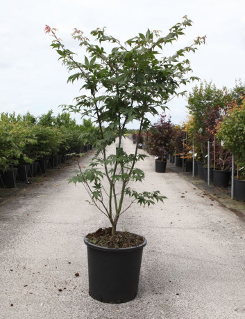 ACER palmatum OSAKAZUKI En pot de 25-30 litres buisson hauteur 100-125 cm