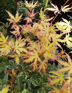 ACER palmatum METAMORPHOSA