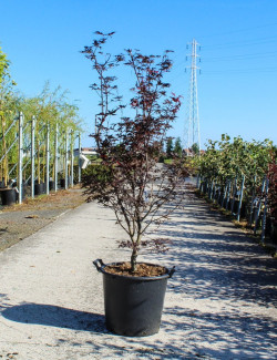 ACER palmatum FIREGLOW En pot de 35-50 litres buisson hauteur 125-150 cm