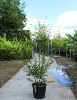 ACER palmatum DISSECTUM SEIRYU En pot de 35-50 litres buisson hauteur 125-150 cm