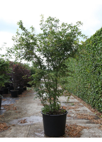 ACER palmatum En pot de 90-110 litres cépée hauteur 200-250 cm
