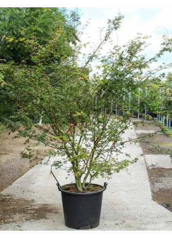 ACER palmatum En pot de 70-90 litres buisson hauteur 250-300 cm