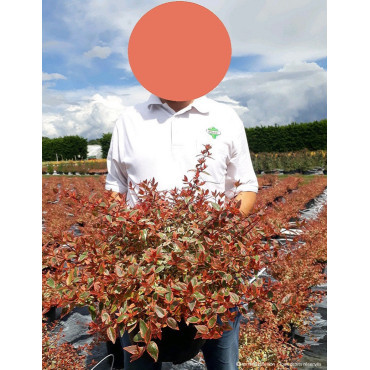 ABELIA grandiflora TRICOLOR CHARM En pot de 10-12 litres