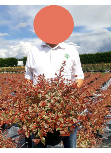 ABELIA grandiflora TRICOLOR CHARM En pot de 10-12 litres