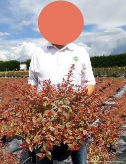 ABELIA grandiflora TRICOLOR CHARM En pot de 10-12 litres buisson diamètre 050-060 cm