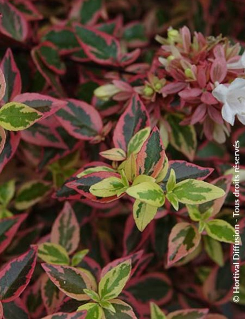ABELIA grandiflora TRICOLOR CHARM ABELIA grandiflora TRICOLOR CHARM