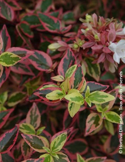 ABELIA grandiflora TRICOLOR CHARM