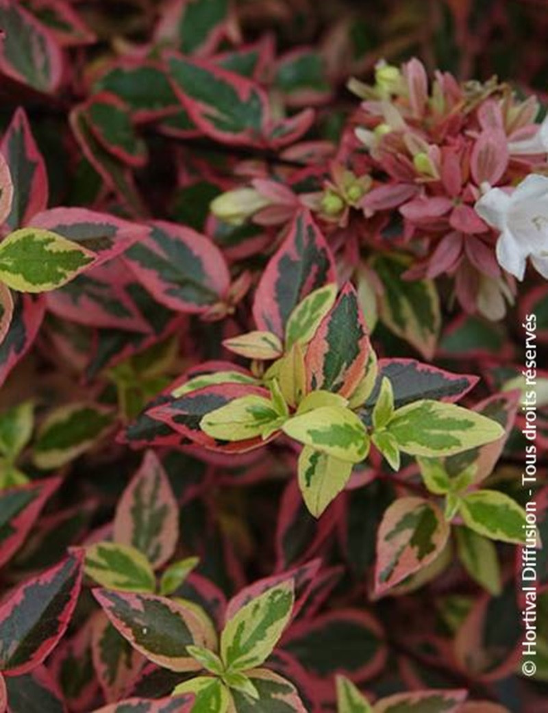 ABELIA grandiflora TRICOLOR CHARM