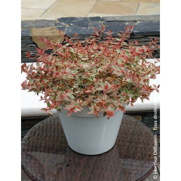 ABELIA grandiflora TRICOLOR CHARM