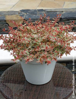 abelia-a-grandes-fleurs-tricolor-charm-abelia-grandiflora-tricolor-charm-1.jpg