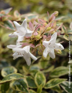 ABELIA grandiflora TRICOLOR CHARM