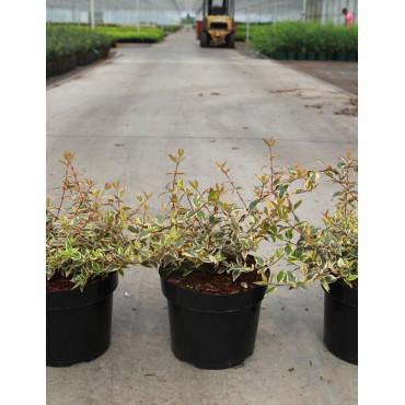 ABELIA grandiflora TRICOLOR CHARM En pot de 3-4 litres
