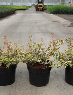 abelia-a-grandes-fleurs-tricolor-charm-abelia-grandiflora-tricolor-charm-3.jpg