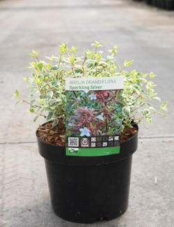 ABELIA SPARKLING SILVER En pot de 3-4 litres buisson diamètre 020-025 cm