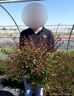 ABELIA SHERWOOD En pot de 10-12 litres buisson diamètre 060-080 cm