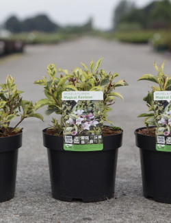 WEIGELA florida MAGICAL RAINBOW En pot de 3-4 litres