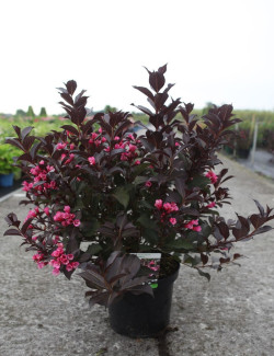 WEIGELA florida ALEXANDRA En pot de 10-12 litres
