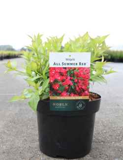 WEIGELA ALL SUMMER RED En pot de 3-4 litres