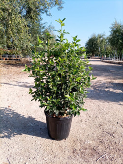 VIBURNUM tinus EVE PRICE En pot de 15-20 litres