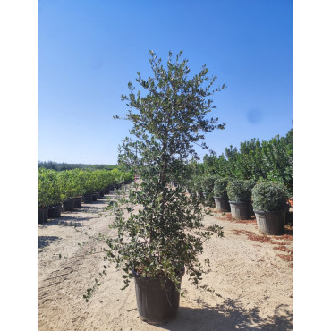 QUERCUS suber En pot de 70-90 litres