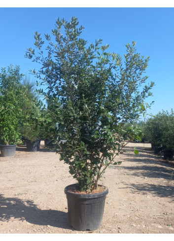 QUERCUS ilex En pot de 50-70 litres