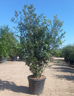 QUERCUS ilex En pot de 50-70 litres