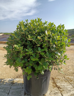 QUERCUS ilex En pot forme boule