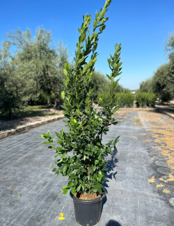 LAURUS nobilis En pot de 15-20 litres