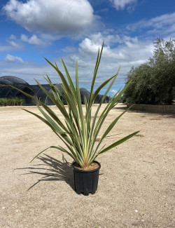 PHORMIUM tenax VARIEGATA En pot de 15-20 litres
