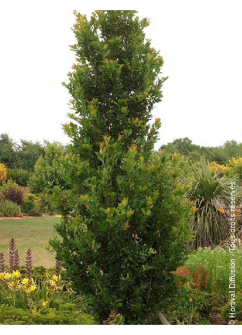 QUERCUS robur f. fastigiata KOSTER