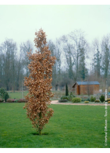 QUERCUS robur f. fastigiata KOSTER