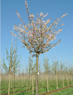 PRUNUS subhirtella AUTUMNALIS