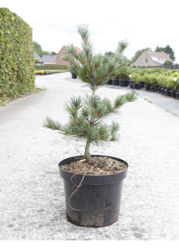 PINUS parviflora NEGISHI En pot de 7-10 litres