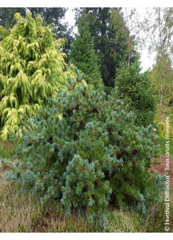 PINUS parviflora NEGISHI