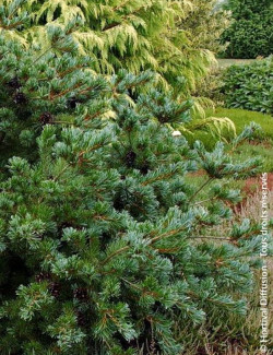 PINUS parviflora NEGISHI