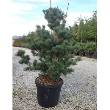 PINUS parviflora NEGISHI