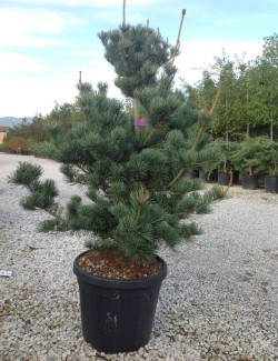 PINUS parviflora NEGISHI